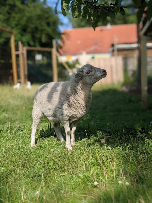 Helenes Ferienwohnung Auf Dem Bauernhof - Lausitzer Seenland Lauta المظهر الخارجي الصورة