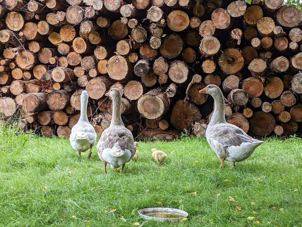 Helenes Ferienwohnung Auf Dem Bauernhof - Lausitzer Seenland Lauta المظهر الخارجي الصورة
