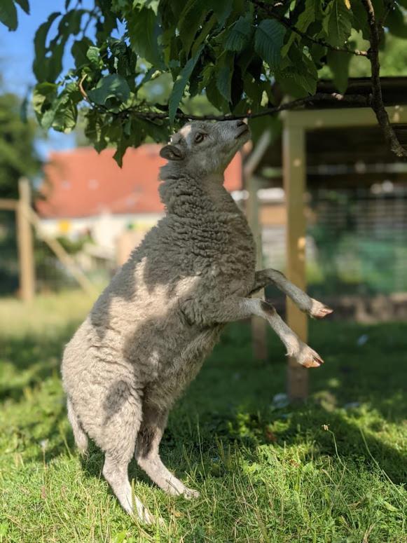 Helenes Ferienwohnung Auf Dem Bauernhof - Lausitzer Seenland Lauta المظهر الخارجي الصورة