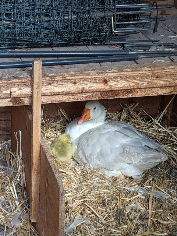 Helenes Ferienwohnung Auf Dem Bauernhof - Lausitzer Seenland Lauta المظهر الخارجي الصورة