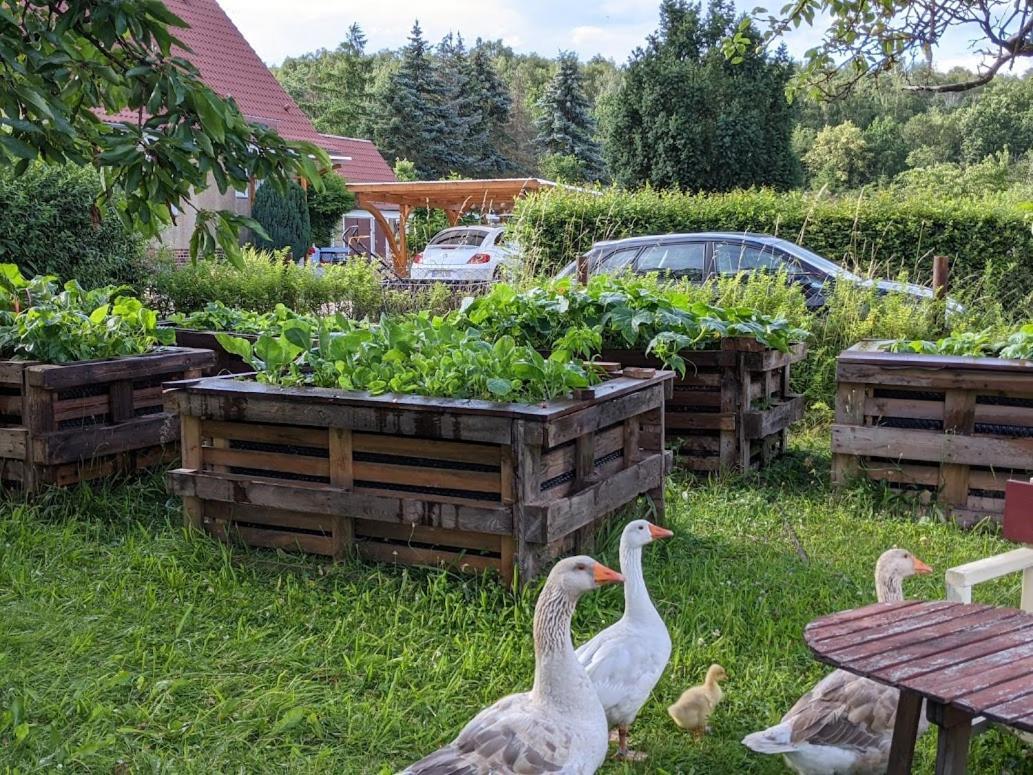 Helenes Ferienwohnung Auf Dem Bauernhof - Lausitzer Seenland Lauta المظهر الخارجي الصورة