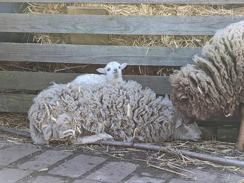 Helenes Ferienwohnung Auf Dem Bauernhof - Lausitzer Seenland Lauta المظهر الخارجي الصورة