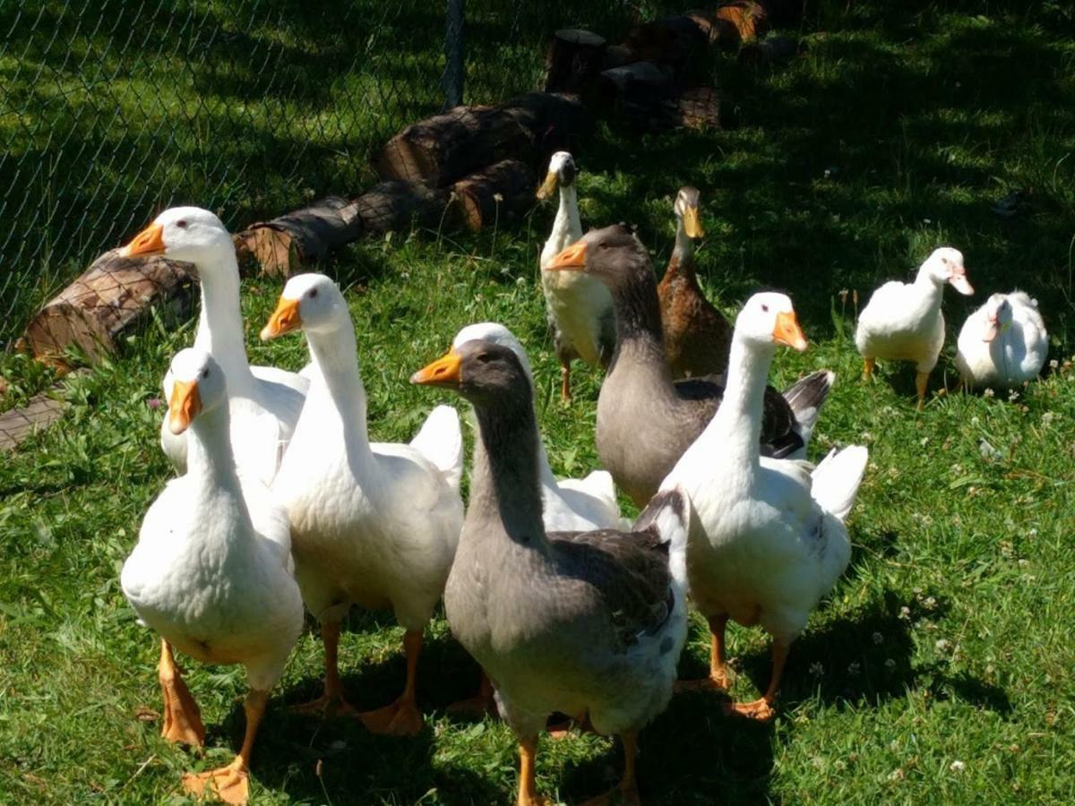 Helenes Ferienwohnung Auf Dem Bauernhof - Lausitzer Seenland Lauta المظهر الخارجي الصورة