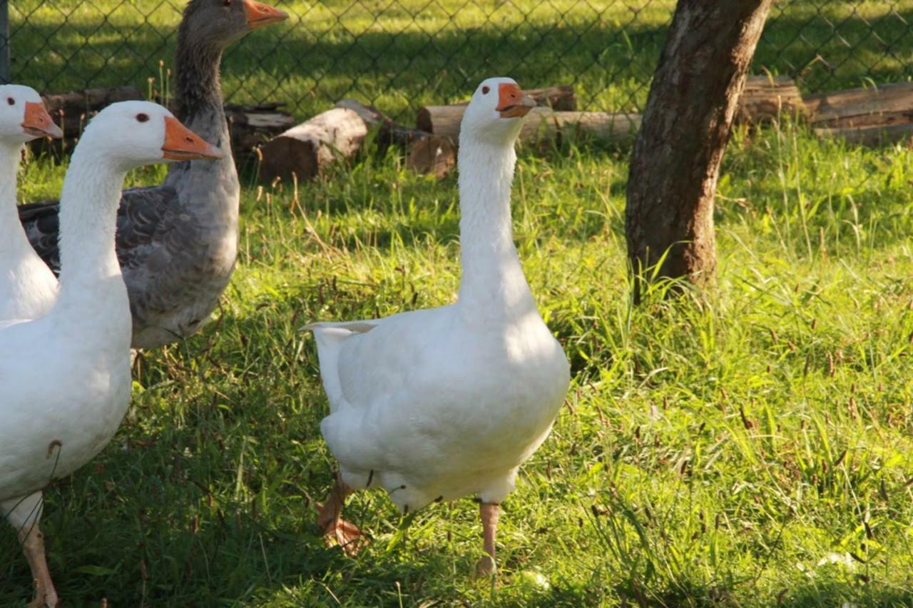 Helenes Ferienwohnung Auf Dem Bauernhof - Lausitzer Seenland Lauta المظهر الخارجي الصورة
